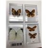 Image 1 : Lot of 4 Mounted Butterflys in display cases