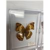 Image 3 : Lot of 4 Mounted Butterflys in display cases