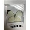 Image 4 : Lot of 4 Mounted Butterflys in display cases