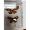 Image 5 : Lot of 4 Mounted Butterflys in display cases