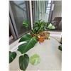 Image 1 : Plants A