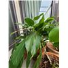 Image 2 : Plants A