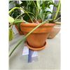 Image 4 : Plants A