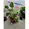 Image 1 : Two plants A