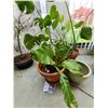 Image 2 : Two plants A