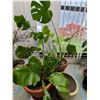 Image 3 : Two plants A