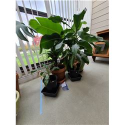Four plants A