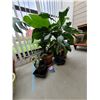 Image 1 : Four plants A