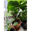Image 2 : Four plants A