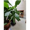 Image 3 : Four plants A
