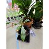 Image 4 : Four plants A