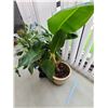 Image 5 : Four plants A