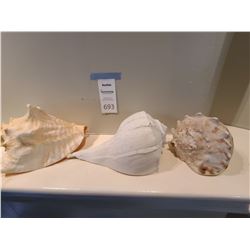 Seashells A