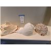 Image 1 : Seashells A
