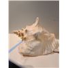 Image 2 : Seashells A