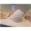 Image 3 : Seashells A