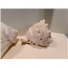 Image 6 : Seashells A