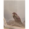 Image 2 : Dark Gyrfalcon A