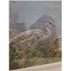 Image 2 : Young Sandhills Cranes A
