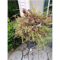 Large decorative planter Cat C