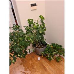 Indoor plants Cat A