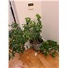 Image 1 : Indoor plants Cat A