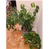 Image 2 : Indoor plants Cat A