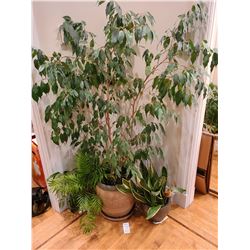 Indoor Tree in decorative pot A