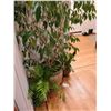 Image 2 : Indoor Tree in decorative pot A