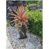 Image 2 : Planter Pots Cat C