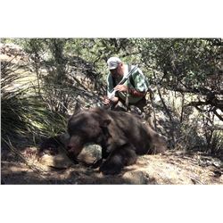 New Mexico Black Bear hunt with Hounds