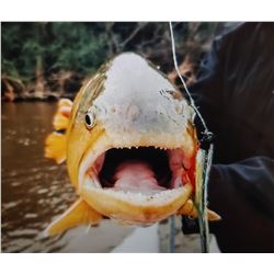 Argentina Dove hunt and Golden Dorado
