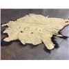 Image 8 : Large Buffalo Hide Robe or Rug