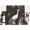 Image 3 : Robert Rauschenberg US Signed Silkscreen 19/85