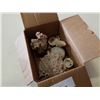 Image 1 : BOX OF CORAL AND SHELLS