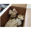 Image 2 : BOX OF CORAL AND SHELLS