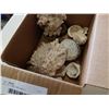 Image 3 : BOX OF CORAL AND SHELLS