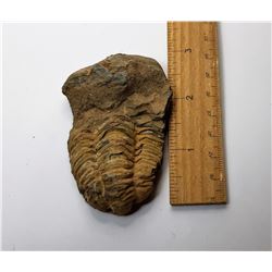 11)  400 MILLION YEAR OLD TRIBOBIT FOSSIL