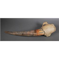 Fossil Walrus Ivory Tusk with Skull Bone