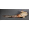 Image 1 : Fossil Walrus Ivory Tusk with Skull Bone