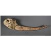 Image 2 : Fossil Walrus Ivory Tusk with Skull Bone