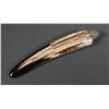 Image 1 : Fossil Walrus Ivory Tusk