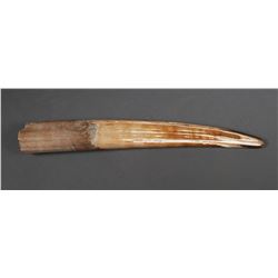 Fossil Walrus Ivory Tusk