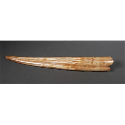 Fossil Walrus Ivory Tusk