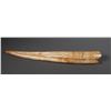 Image 1 : Fossil Walrus Ivory Tusk