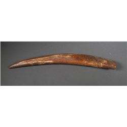 Fossil Walrus Ivory Tusk