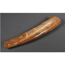 Fossil Walrus Ivory Tusk