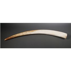 Massive Fossil Walrus Ivory Tusk