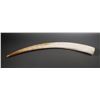 Image 1 : Massive Fossil Walrus Ivory Tusk