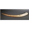 Image 2 : Massive Fossil Walrus Ivory Tusk